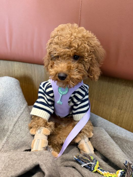 Продам той пуделя 4 месяца