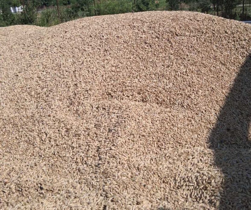Orz de vanzare 0.80 bani/kg
