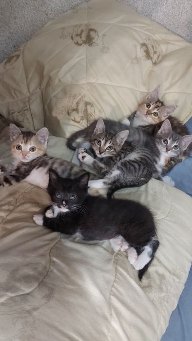 Лучшие Котятки ждут вас