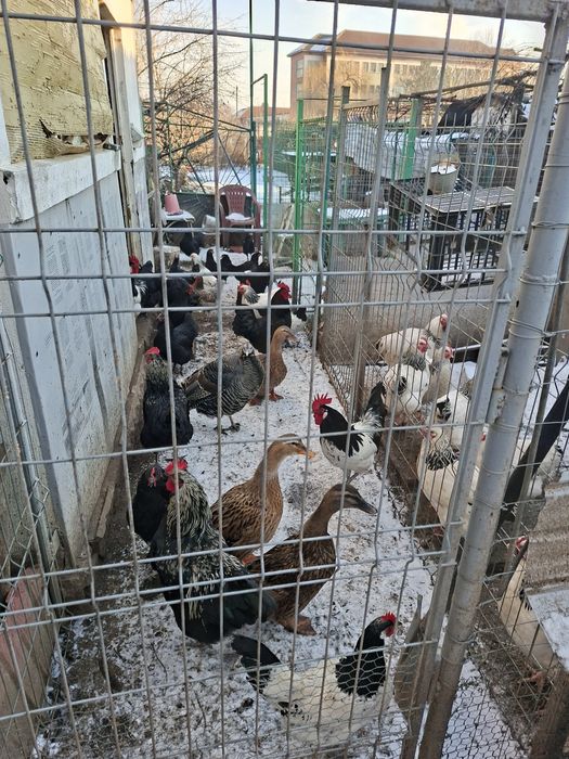 Vând gaini cocoși si pui de curte famili de păsări de rasa