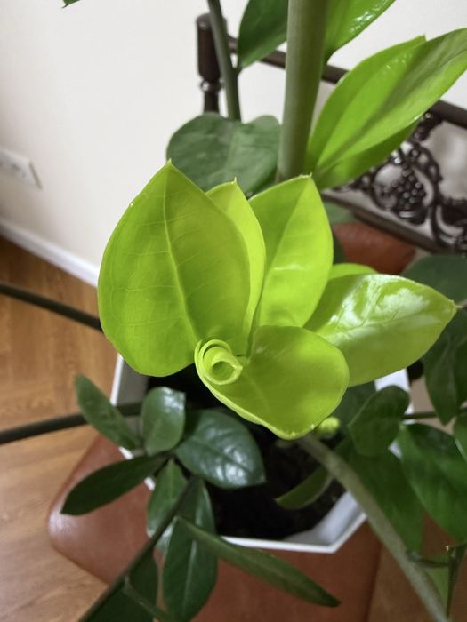 Продаю замиокулькас (долларовое дерево)