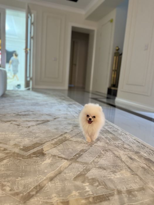 Продается Померанский шпиц мальчик белая пушистая