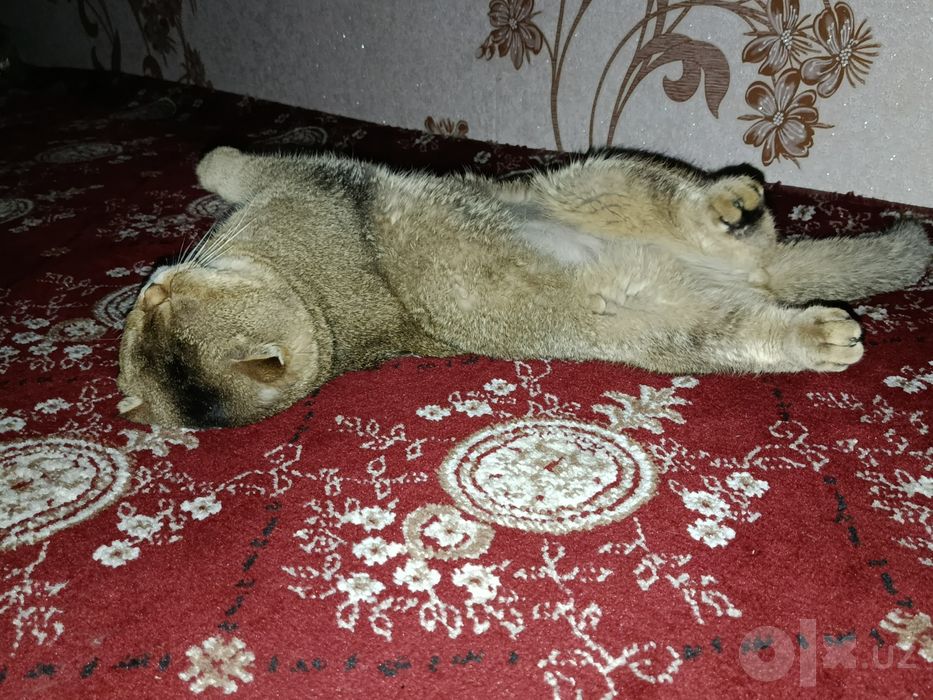 Shotlandski kalta yungli shinshila