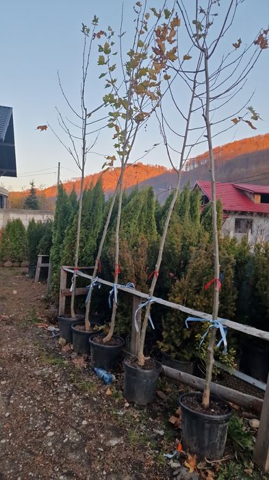 Pom Pon și plante ornamentale