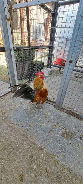 Продавам малай серама.