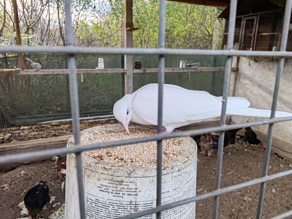 Продавам смеещи гугутки