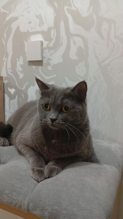 Кошечка ищет дом