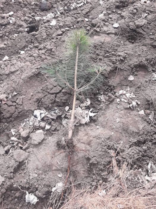 Сеянцы деревьев хвойных