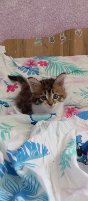 Котенок девочка Папа Мейн кун