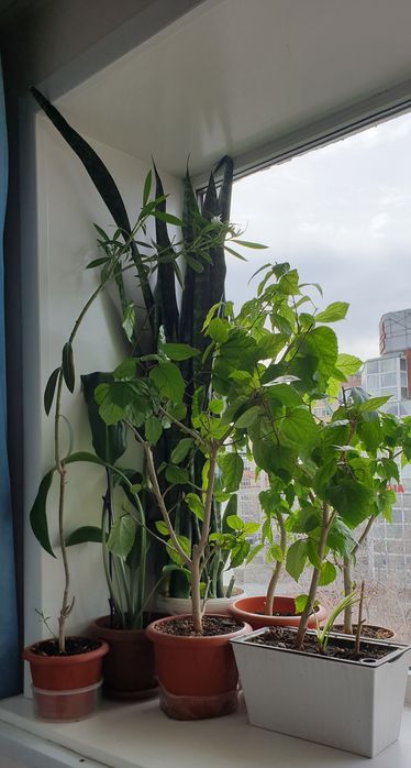 комнатные растения,цветы!!!