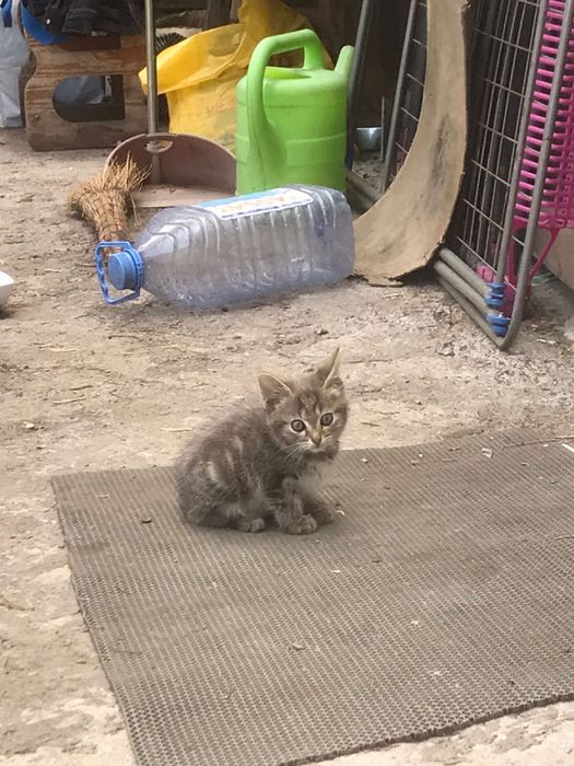 Отдам котят БЕСПЛАТНО