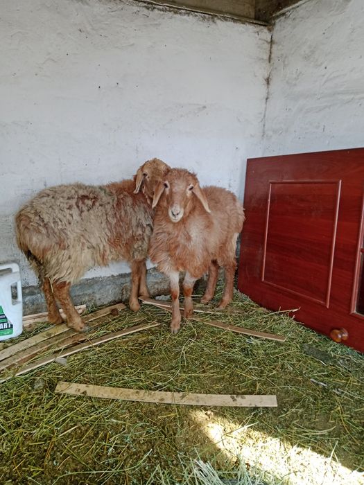 2-бас ұрғашы тоқтылар сатылады