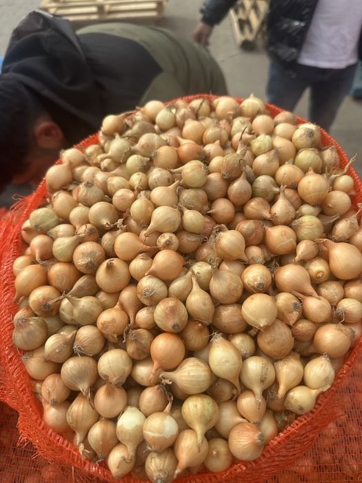 Vand arpagic stuttgarter