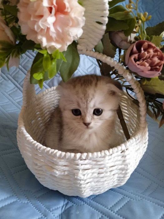 Продаются котята.