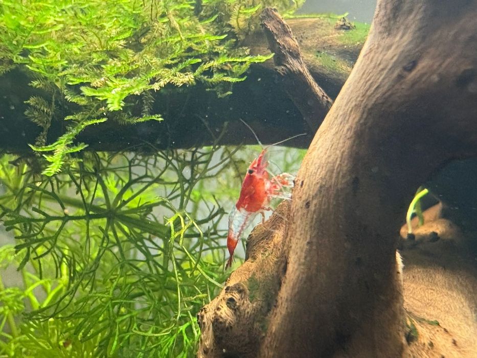 Продам креветок red cherry