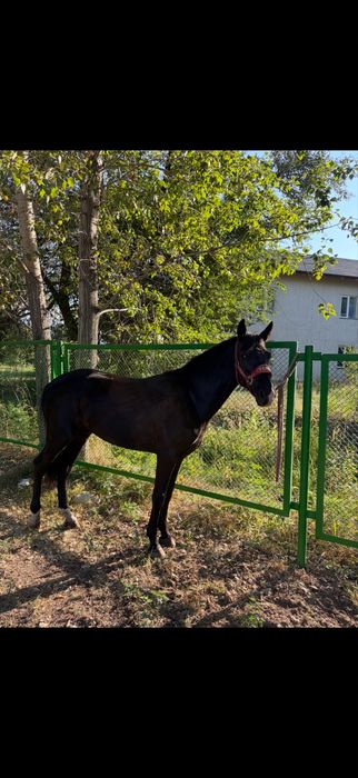 Мінгі кунан сатылад(продается лошадь 2,5 года)