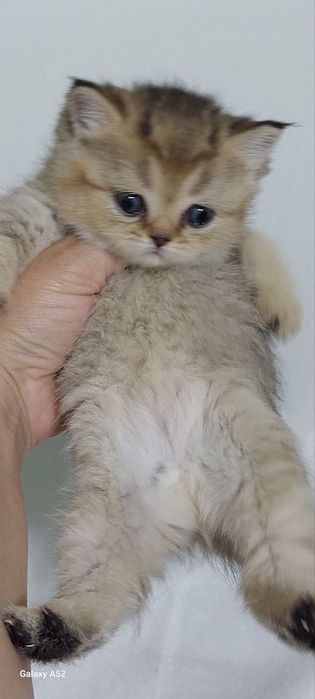 Кошки животные и