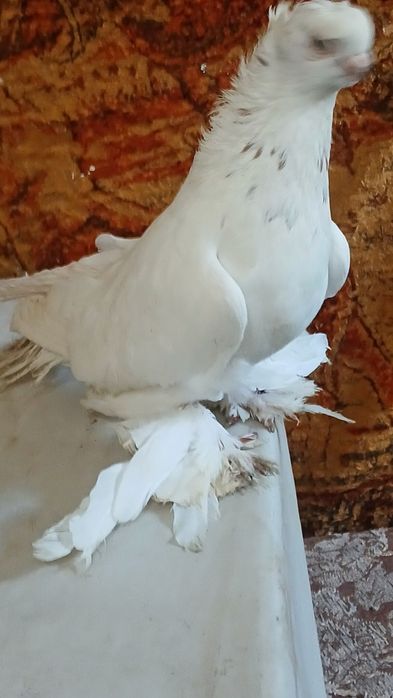 Голубка гульбодамка