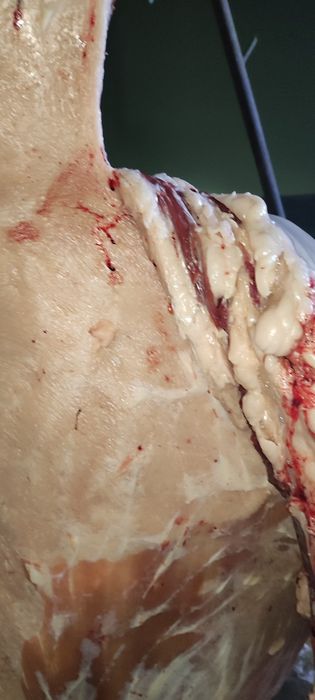 Лошади  согым в астане на лесозоводе