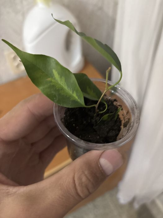 Фикус  бенджамина