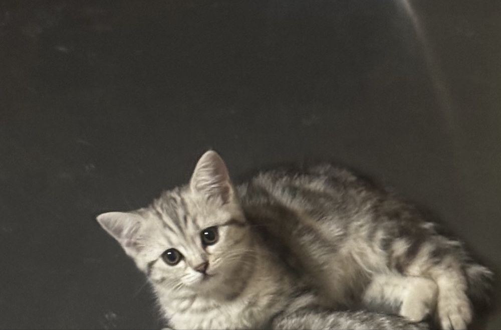 Продам шотландского котенка