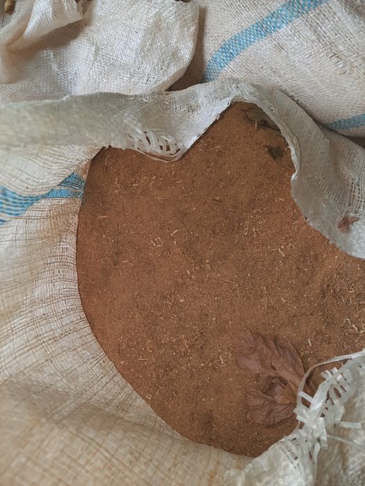 Қайрағаш апилкасы