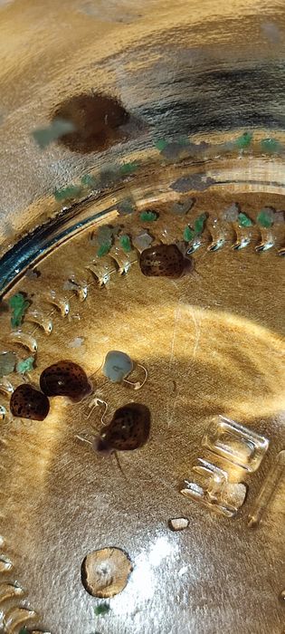 Отдам аквариумных улиток