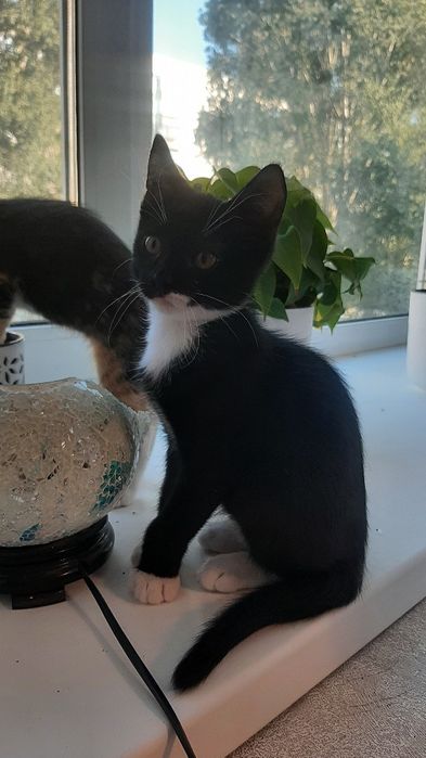 Котята , мальчик и девочка