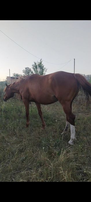 продаётся чистакровная кобыла
