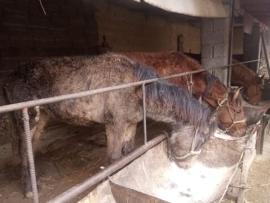 Жасынан асқан еркек тайлар