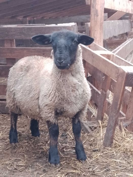 Berbeci, berbecuti suffolk!