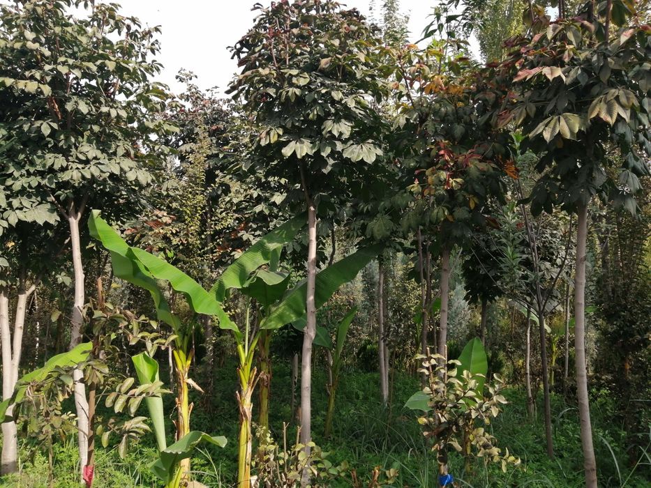 Kashtan daraxtlari bor, 15 yillik, bitta sttvollik shakl berilgan 5met