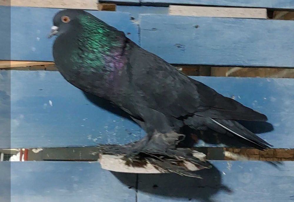 Vând Gusat de Pomerania