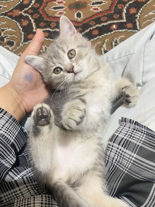 Zotor mushuk shelshela ikkalasi ham qiz bola zur mushuklar zeriktrmayd
