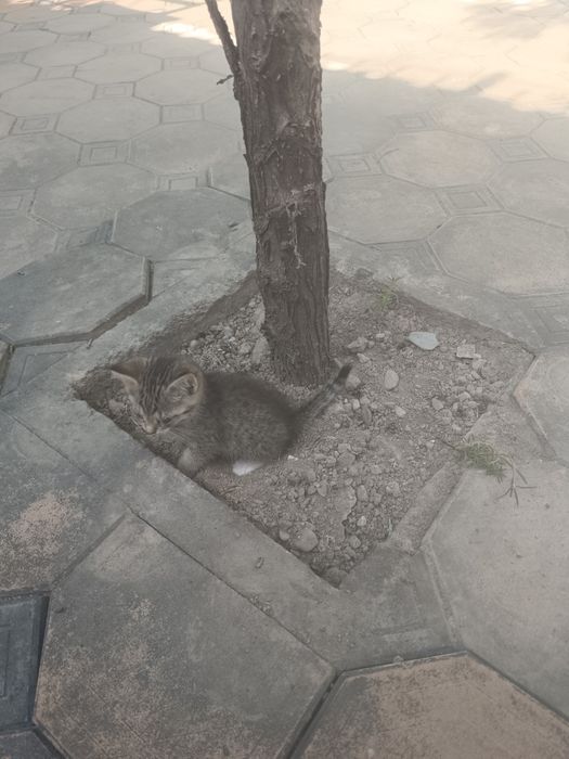 Uy mushugi hadyaga bervoraman