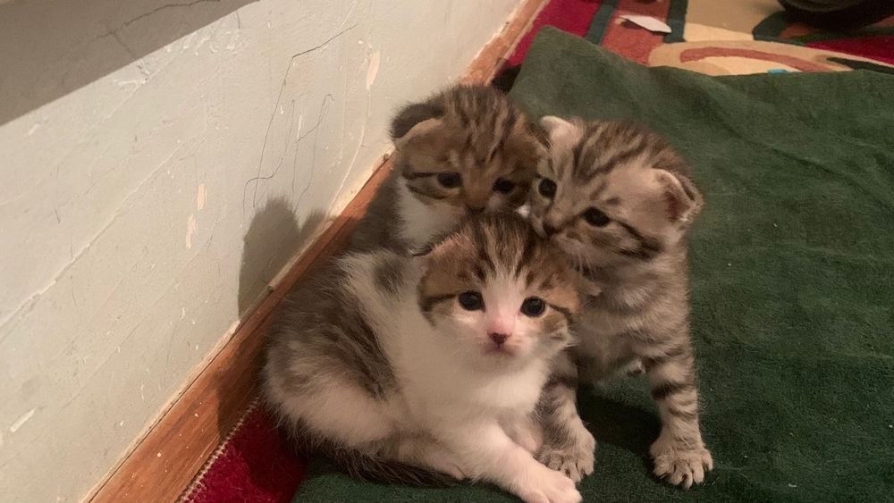 Шотландский кошка