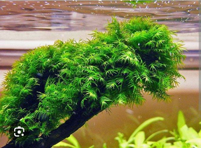 Растения для аквариума