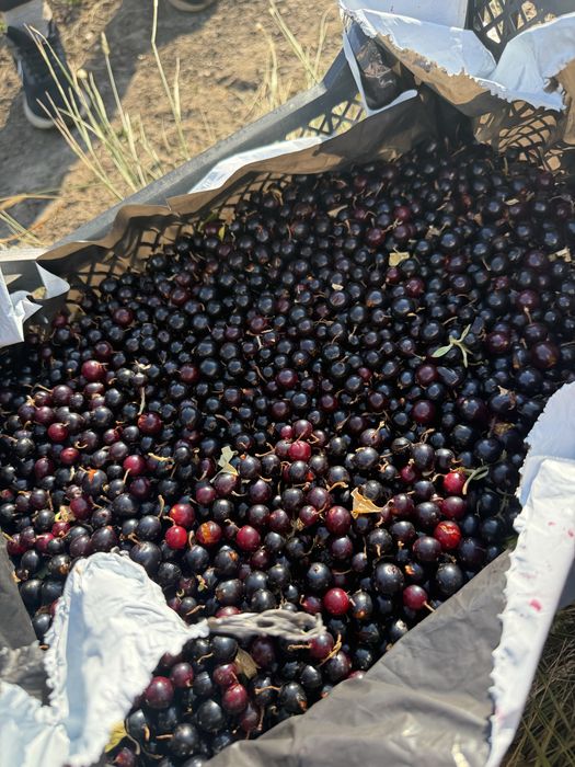 Продам лесную смородину