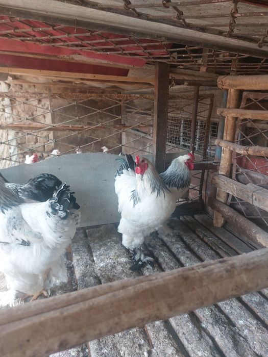 Черняевкада брама хўрозлар сотилади