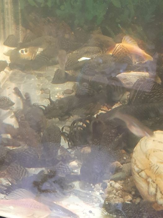 Продам анцитрусов