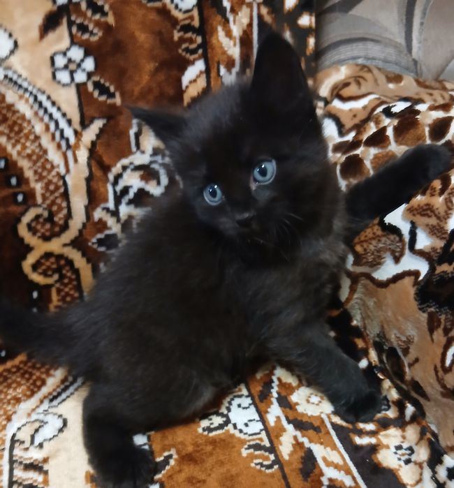 Продам активных котят