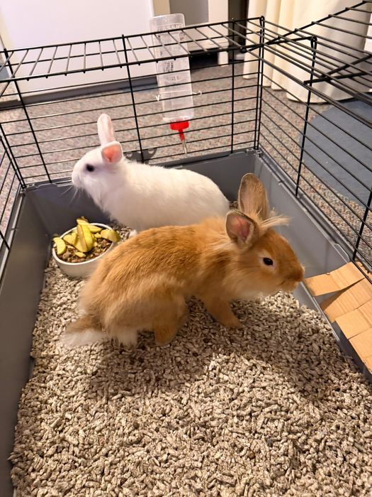 Se vand 2 iepuri cu toate accesoriile incluse