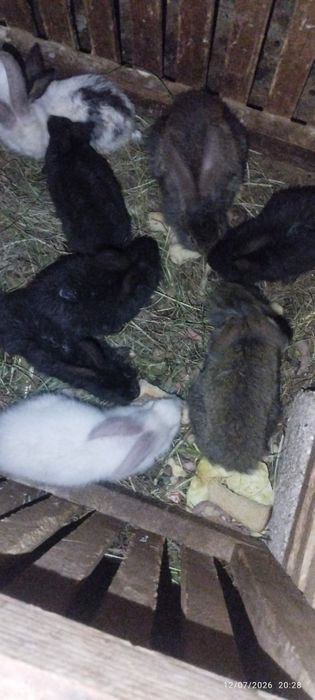 Quyon sotiladi 35 mingdan boshlanadi