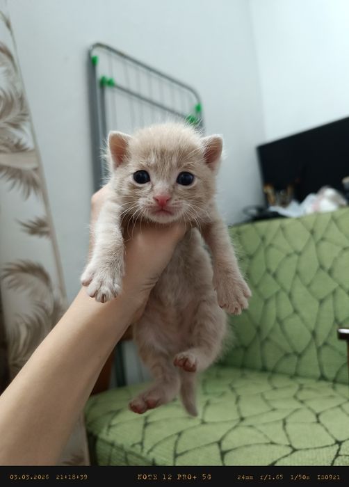 Отдам котят в хорошие руки