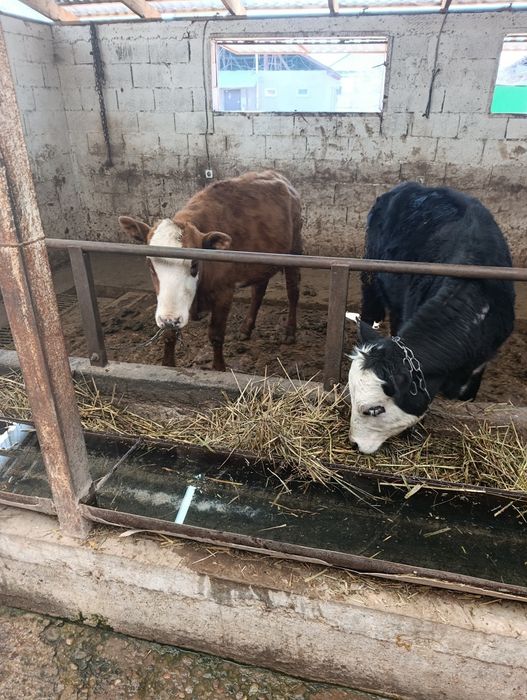 Продаются тёлки  белоголовые