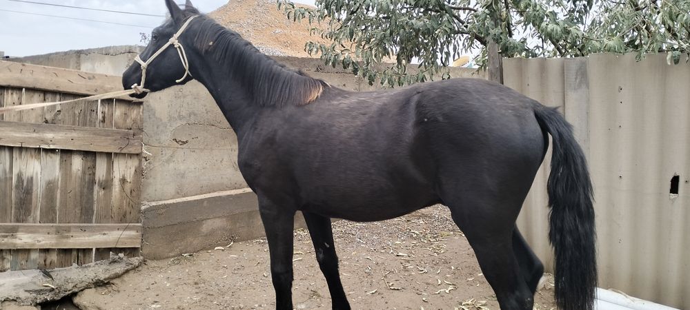 Палтарашкы таи сатылад