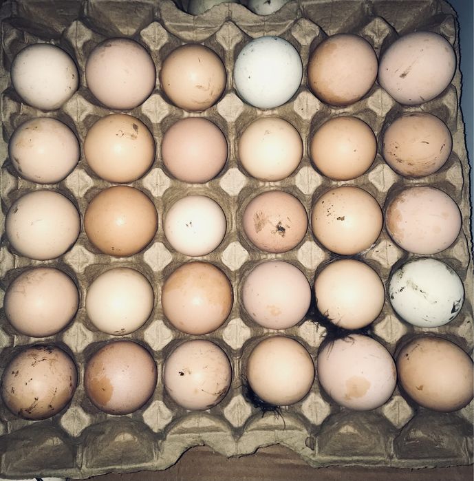 Яйцо куриное инкубационное домашнее