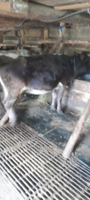 Vând vaca cu a 2 Lea vitel