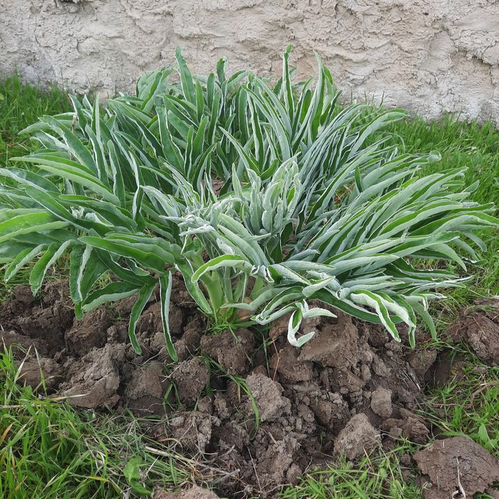 Ekib bergan nihollarimizga garantiya beramiz va uzimiz ekib beramiz