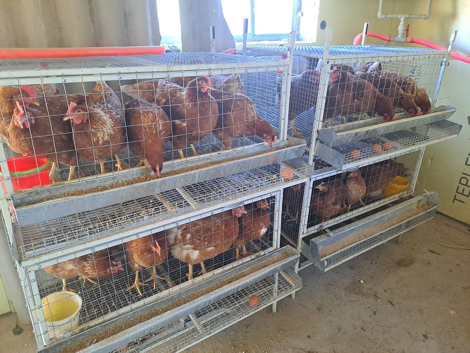 Продам клетку для кур